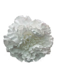 Peonia grande blanca - Lunares del Este