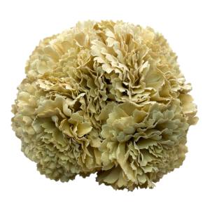 Ramillete Claveles Tintados Beige
